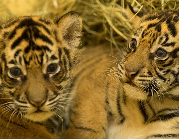 tiger gives birth to cubs at disney s animal kingdom e news